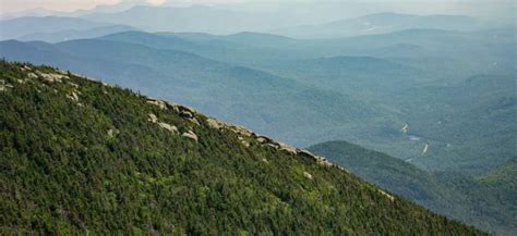 New guides out help Adirondack explorers identify invasives
